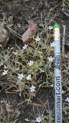 Claytonia exigua