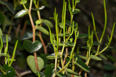 Peperomia miqueliana