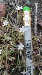 Claytonia exigua
