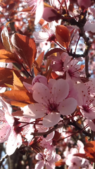 Prunus cerasifera pissardii