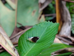 Astraptes