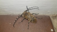 Coptops leucostictica