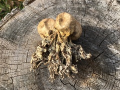 Scleroderma septentrionale