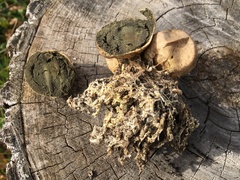 Scleroderma septentrionale