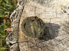 Scleroderma septentrionale