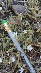 Claytonia exigua
