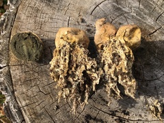 Scleroderma septentrionale