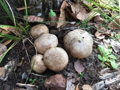 Scleroderma septentrionale