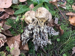 Scleroderma septentrionale