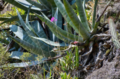Agave cordillerensis