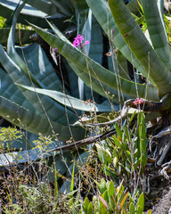Epidendrum jamiesonis