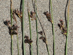 Juncus lesueurii