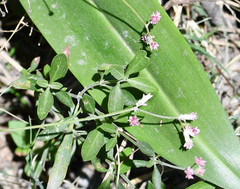Alternanthera porrigens