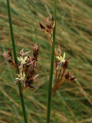 Juncus lesueurii