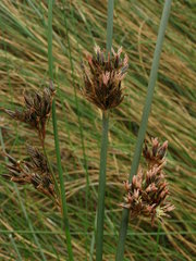 Juncus lesueurii