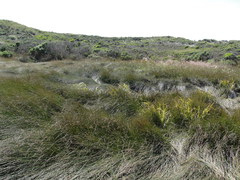 Juncus lesueurii