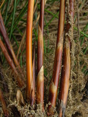 Juncus lesueurii