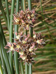 Juncus lesueurii