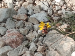 Zygaena fausta