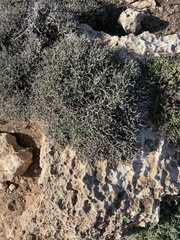 Launaea cervicornis