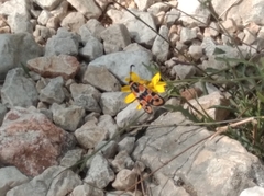 Zygaena fausta