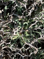 Launaea cervicornis