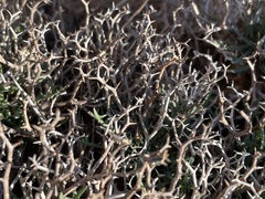 Launaea cervicornis