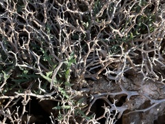 Launaea cervicornis