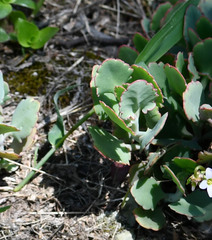 Kalanchoe laxiflora