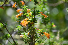 Clinopodium tomentosum