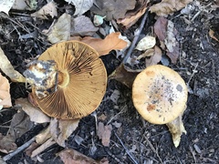 Cortinarius