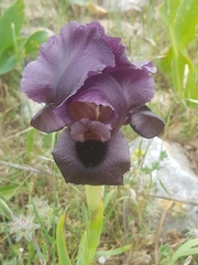 Iris haynei