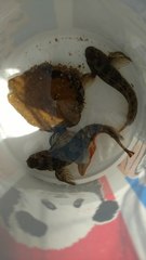 Hypsoblennius gilberti