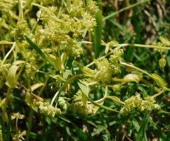 Valerianella dentata