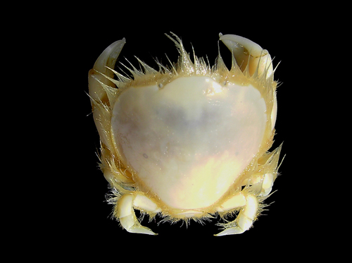Thumbnail Crab, photo 2 of 10