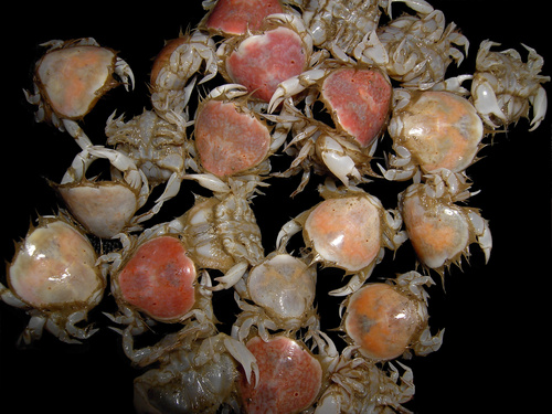 Thumbnail Crab, photo 3 of 10