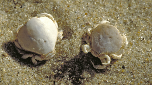 Thumbnail Crab