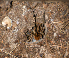 Lycosa erythrognatha