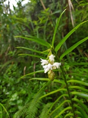 Appendicula alba