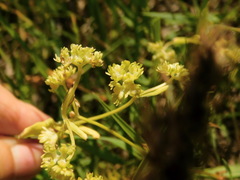 Valerianella dentata