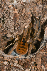 Lycosa erythrognatha