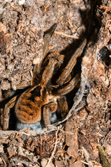 Lycosa erythrognatha