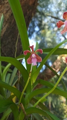 Vanda limbata