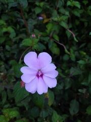 Impatiens platypetala