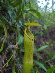Nepenthes gymnamphora