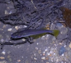 Cairnsichthys rhombosomoides