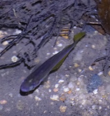 Cairnsichthys rhombosomoides