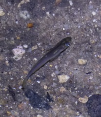 Cairnsichthys rhombosomoides