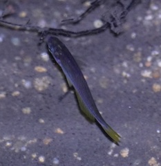 Cairnsichthys rhombosomoides