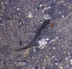 Cairnsichthys rhombosomoides